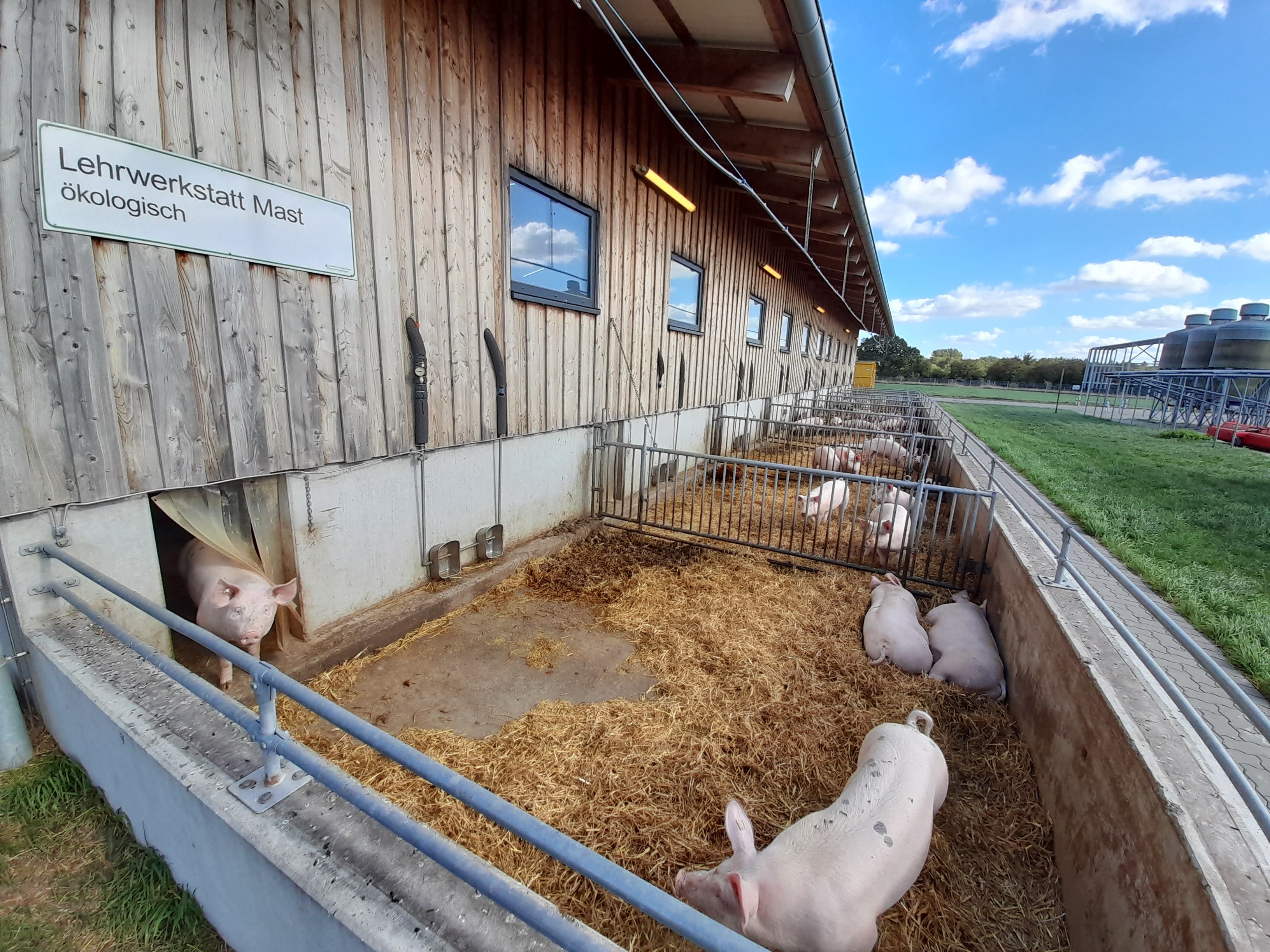 Ein Schweinestall in Außenansicht, mit Auslauf, ein paar Schweine sind zu sehen.